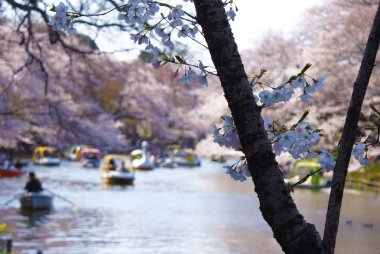 Sakura ve ördek teknesi.