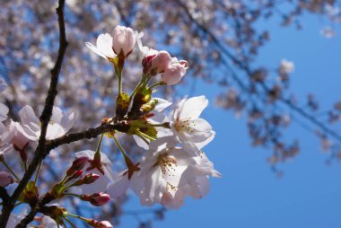 Kiraz çiçeğinin tam çiçeklenmesiyle