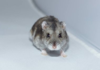 Hamster görüntüsü (Djungarian)