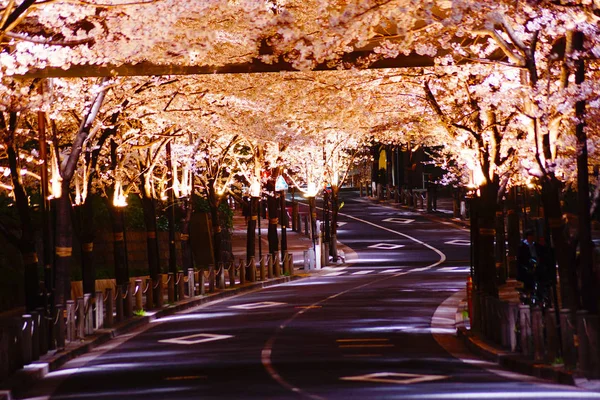 Tunel Třešňových Květů — Stock fotografie