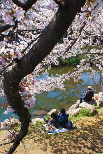 Cherry Bloesem Bezichtiging Afbeelding — Stockfoto