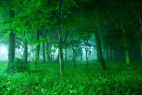 Δάσος Τυλιγμένο Ομίχλη — Φωτογραφία Αρχείου