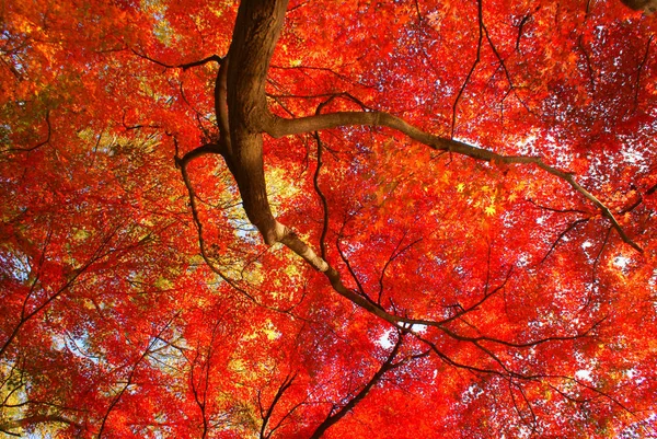 Czerwona Jesień Liście Japonia — Zdjęcie stockowe