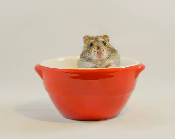 Hamster Görüntüsü Djungarian — Stok fotoğraf