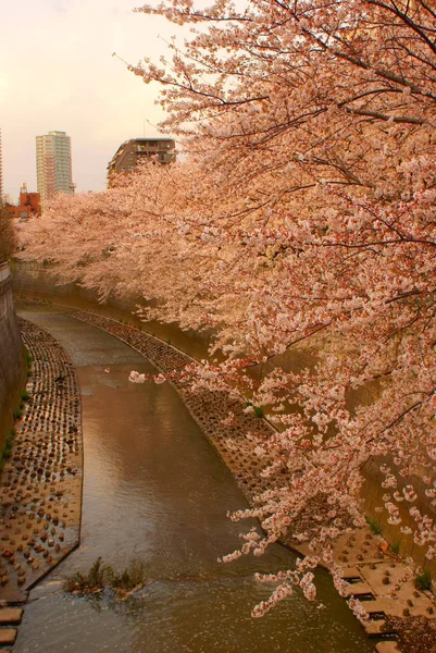 Sakura Kanda River — Stock Photo, Image