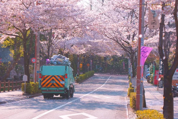 Sakura和垃圾车 — 图库照片