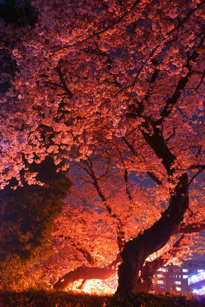 夜桜を見に行くイメージ — ストック写真