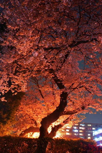 夜桜を見に行くイメージ — ストック写真