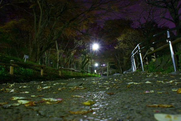 公園内の秋の森 — ストック写真