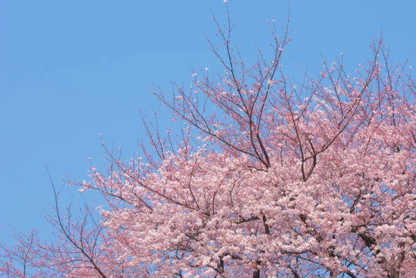 Sakura Tree Selective Focus — Stock Photo, Image
