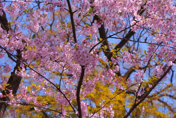 Blossom Cereja Imagem Japão — Fotografia de Stock