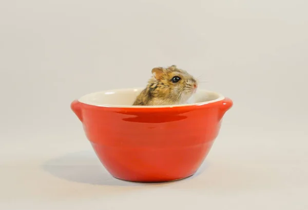 Imagem Hamster Djungarian — Fotografia de Stock