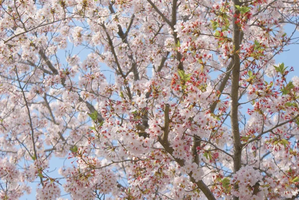 Árbol Sakura Enfoque Selectivo — Foto de Stock