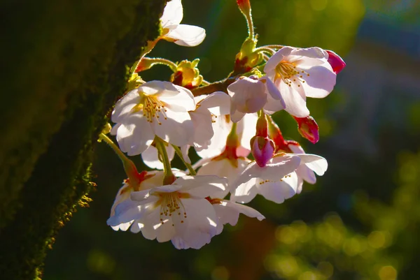 Cherry Blossom Japanese Image — 图库照片