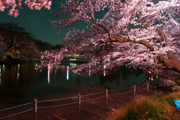 Inokashira Parkının Kiraz Çiçekleri — Stok fotoğraf