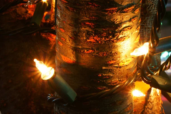 Podświetlane Drzewo Japonii — Zdjęcie stockowe