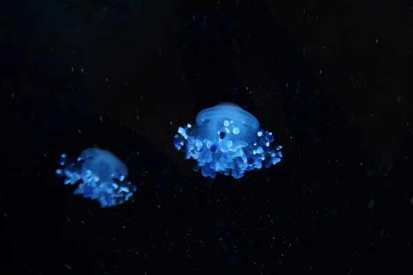Красиві Медузи Зображення — стокове фото