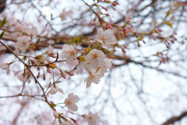 Κεράσι Blossom Της Εικόνας Της Ιαπωνίας — Φωτογραφία Αρχείου