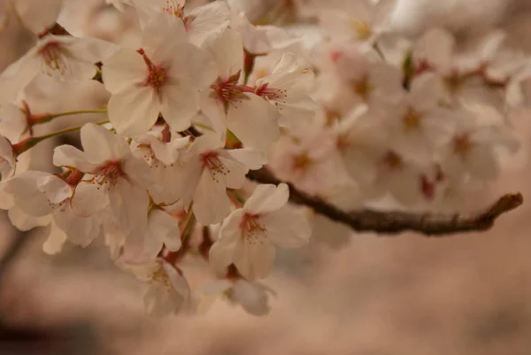 Japonský Třešňový Květ Image — Stock fotografie