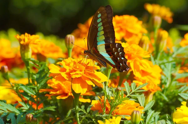 Marigold Butterfly Image — Stock Photo, Image