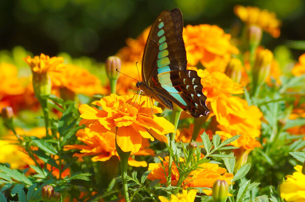 Изображение Мэриголд и бабочки
