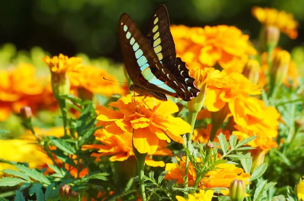 Marigold Butterfly Image — Stock Photo, Image