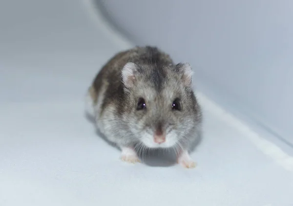 Hamster Görüntüsü Djungarian — Stok fotoğraf