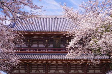 Ikegami Honmonji 'nin çiçek açmış kiraz ağacı.