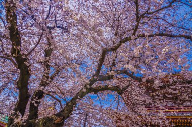 Ikegami Honmonji 'nin çiçek açmış kiraz ağacı.