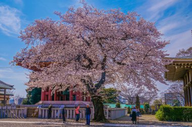 Ikegami Honmonji 'nin çiçek açmış kiraz ağacı.