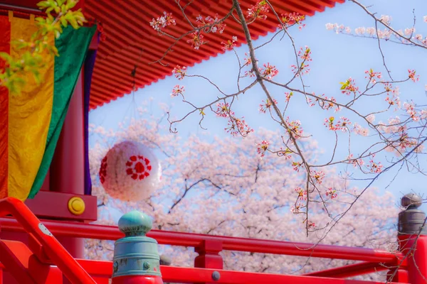 Takamichi Berget Sakura Yokohama Stad Kanagawa Län — Stockfoto