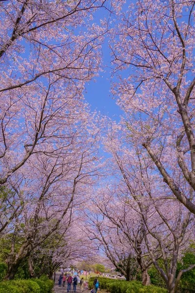 樱花盛开的本村山顶公园 — 图库照片