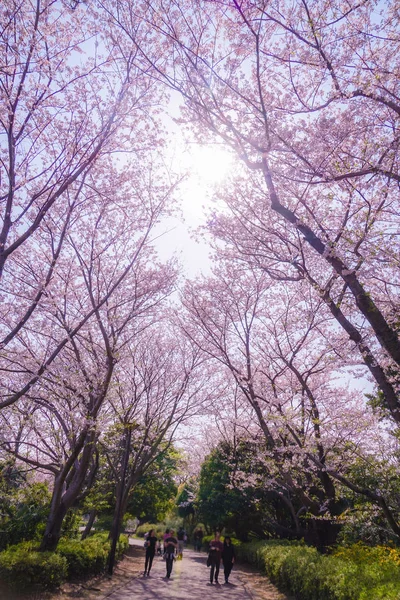 Flor Completa Cerezo Honmoku Cumbre Parque Yokohama — Foto de Stock