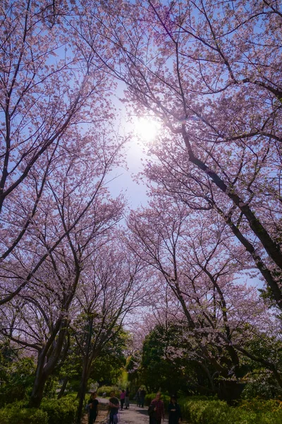 樱花盛开的本村山顶公园 — 图库照片