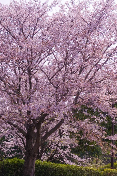 Plný Květ Třešňové Vrchol Honmoku Park Jokohama — Stock fotografie