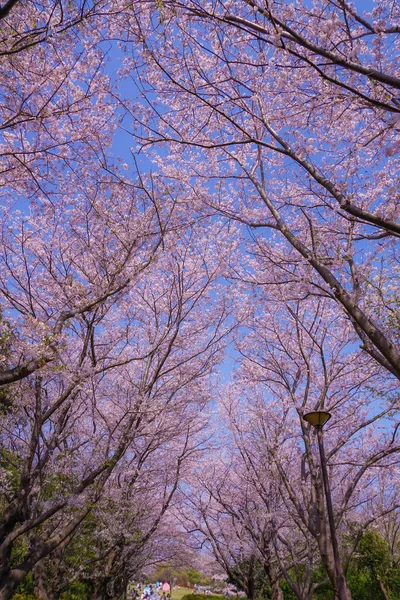 樱花盛开的本村山顶公园 — 图库照片