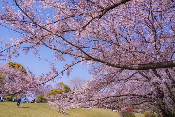 Flor Cheia Cereja Honmoku Summit Park Yokohama — Fotografia de Stock