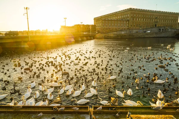 Estocolmo Lira Lago Swan County — Foto de Stock