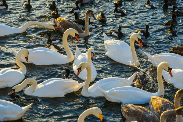 Stockholm Lira Lake Swan County — Stock fotografie