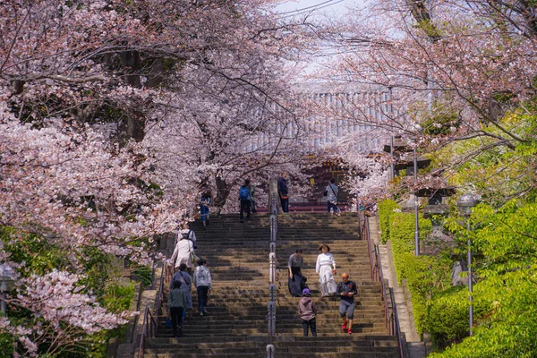 Κερασιά Πλήρη Άνθιση Του Ikegami Honmonji — Φωτογραφία Αρχείου