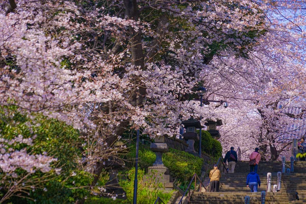 Ciliegio Piena Fioritura Ikegami Honmonji — Foto Stock