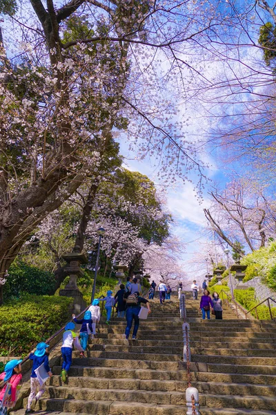 Cherry Tree Full Bloom Ikegami Honmonji — Stock Photo, Image
