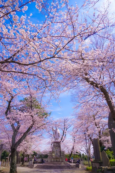 Cerejeira Plena Floração Ikegami Honmonji — Fotografia de Stock