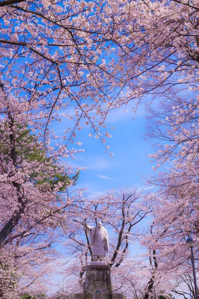 Kirschbaum Voller Blüte Von Ikegami Honmonji — Stockfoto
