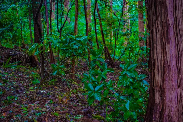 Зображення Лісів Лісового Парку Ямато Ідзумі — стокове фото
