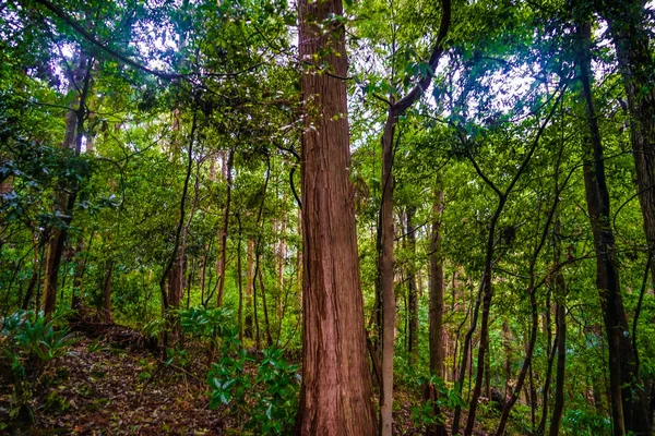 Imagem Floresta Parque Florestal Yamato Shi Izumi — Fotografia de Stock