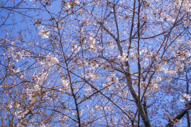 Tokyo Büyükşehir Komagome İstasyonu yakınlarında kiraz ağaçları