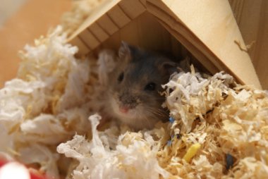 Şirin Djungarian hamster görüntüsü (safiri ladin))