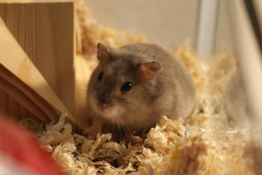 Şirin Djungarian hamster görüntüsü (safiri ladin))