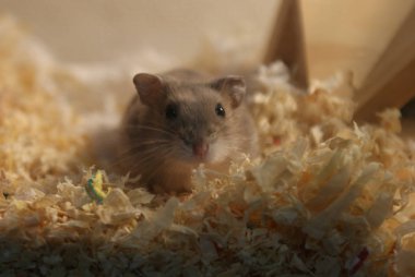 Şirin Djungarian hamster görüntüsü (safiri ladin))